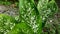 Dieffenbachia seguine, also known asÂ dumbcane,orÂ tuftroot,Â is a species ofÂ Dieffenbachia.